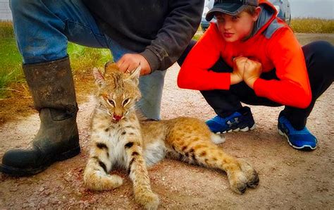 sioux falls bobcat